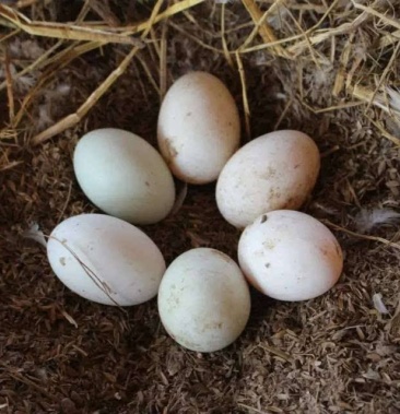 散养红心柴鸭蛋鲜鸭蛋量大包邮