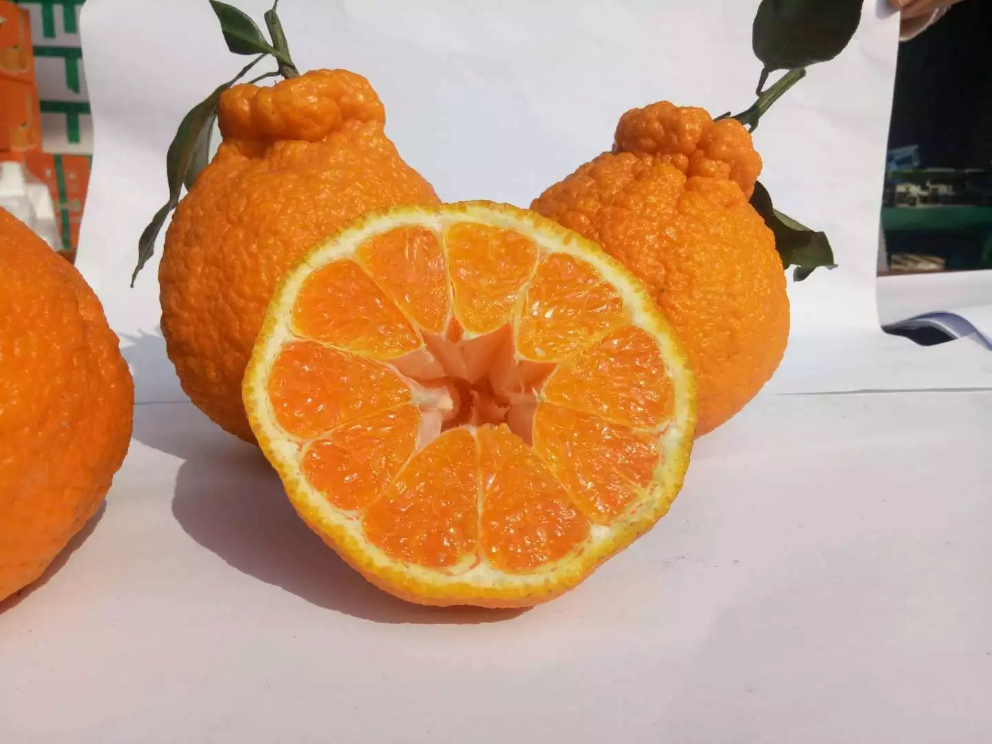 高清特写展示不知火橘子的外形特征,突出其顶部凸起和橙红色果皮 不知火橘子特写