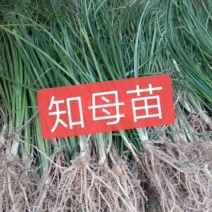 安徽亳州知母苗大量现货保质保量量大从优一手货源品质好