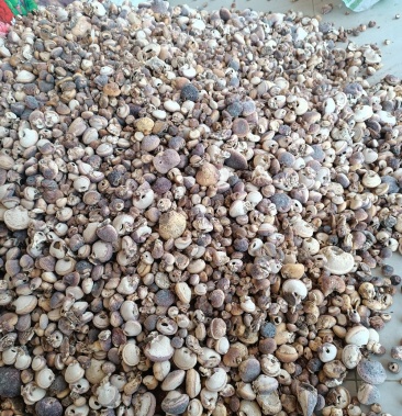 须元果,松橄榄,纯野生