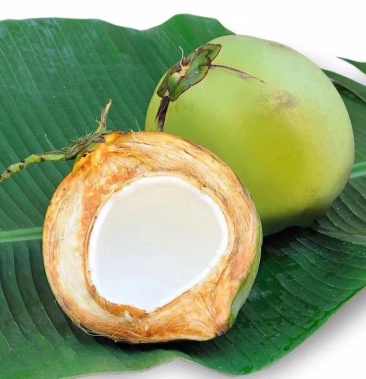海南文昌椰子厂家直供