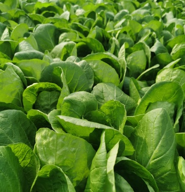 [小白菜批发]小白菜价格0.70元/斤 - 一亩田