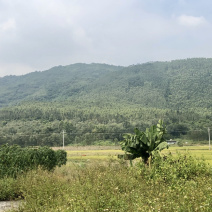 快速林，广州9号桉树