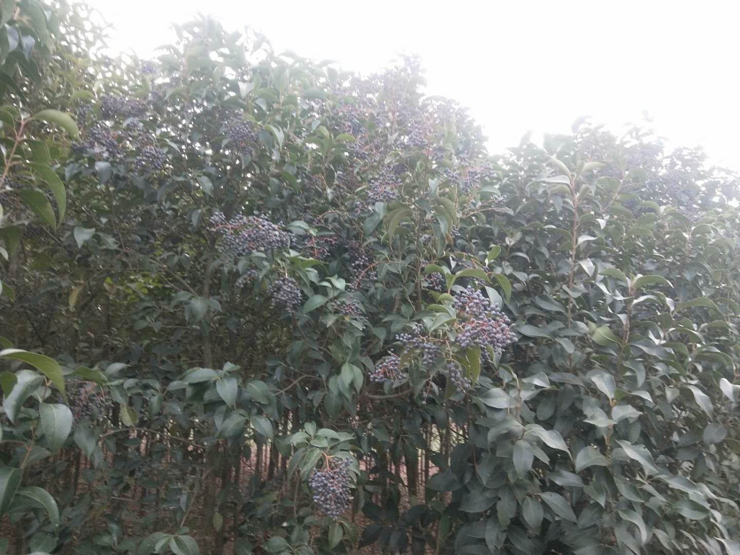 大叶女贞果实成熟图