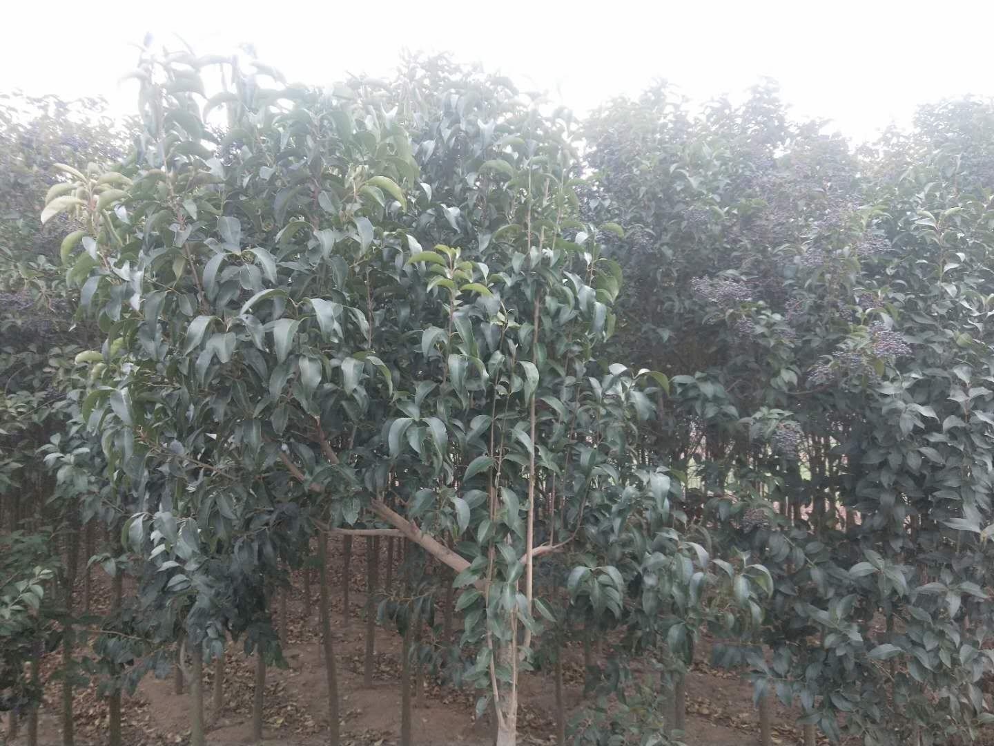 大叶女贞优良无籽品种对比图