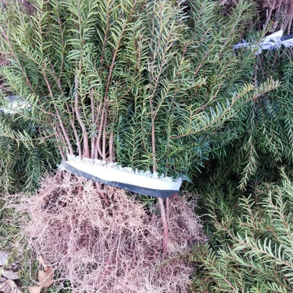 宽甸县东北红豆杉产地行情