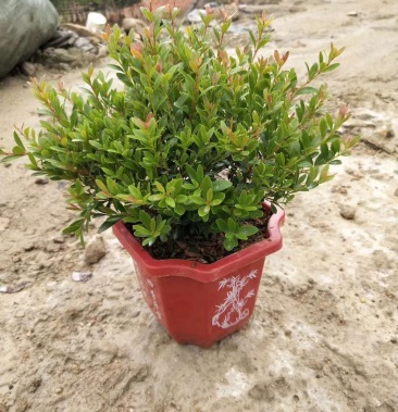 精品小叶赤楠株型漂亮四季常春