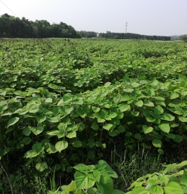 大批量供应优质高产苎麻