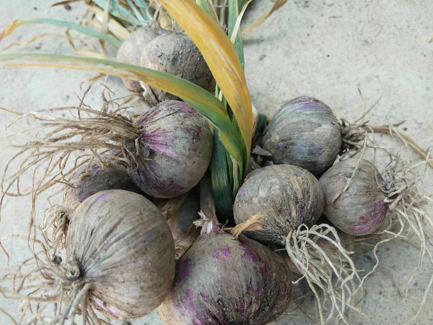 清晰标注大蒜植株各部位的科学插图:底部为膨大的复瓣鳞茎(蒜头),由多个肉质鳞叶包裹腋芽构成;中部为短缩茎盘与密集须根;上部为绿色假茎及未抽薹/已抽薹的花葶,顶端可见伞形花序(含气生小鳞茎或少量退化花朵) 大蒜整株结构示意图:展示地下鳞茎、须根、地上假茎与抽薹花序