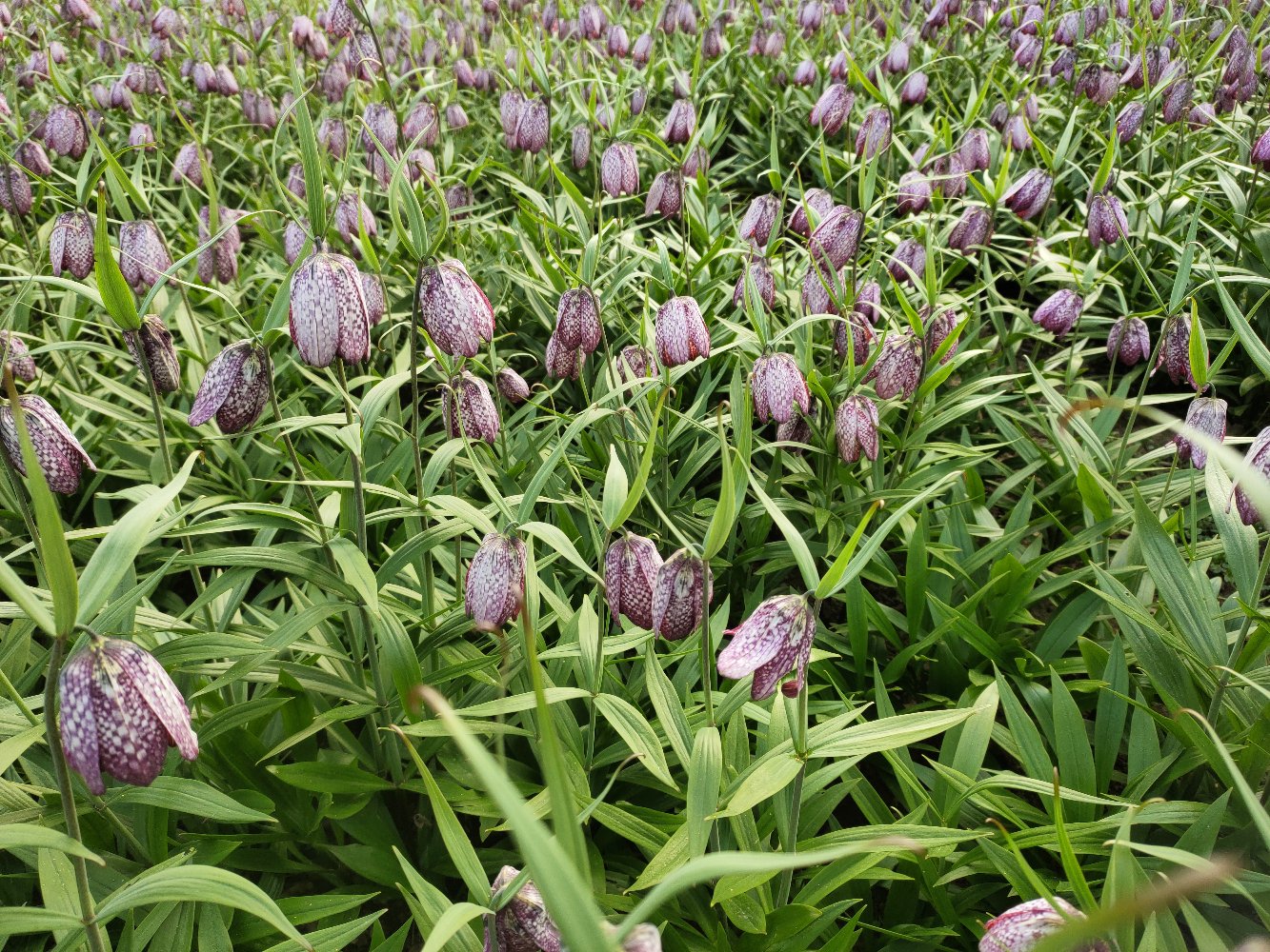 浙贝母植株特写