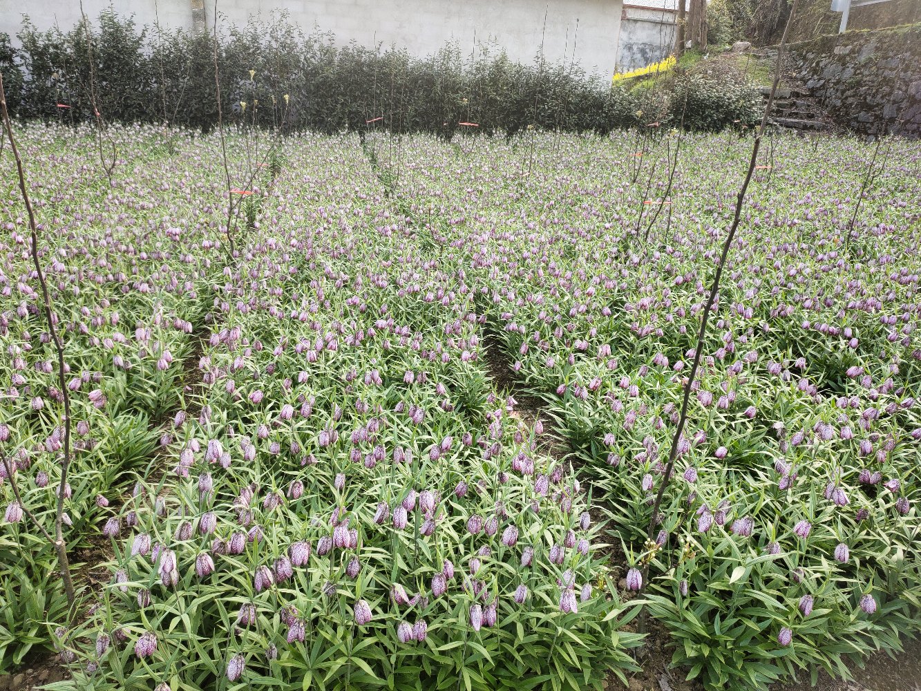 浙贝母植株特写