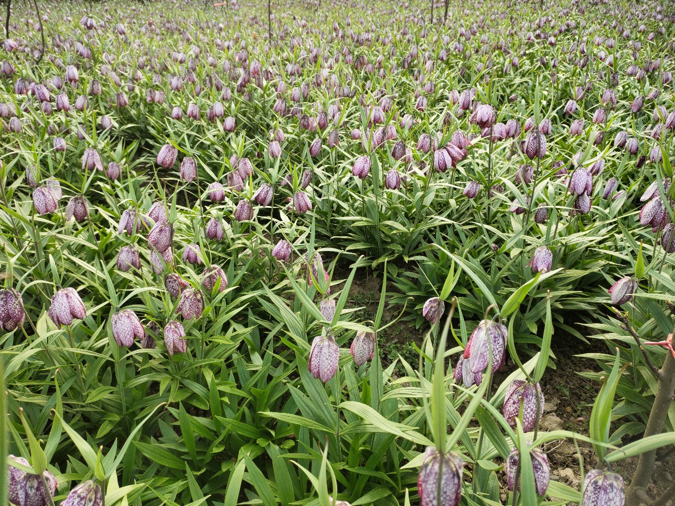 高海拔高原草甸环境中,成片生长的暗紫贝母植株,紫色花瓣下垂,叶片细长呈条形,背景为四川松潘县秋季雪山地貌,阳光斜照,土壤湿润疏松,适合贝母生长的生态环境 图片描述