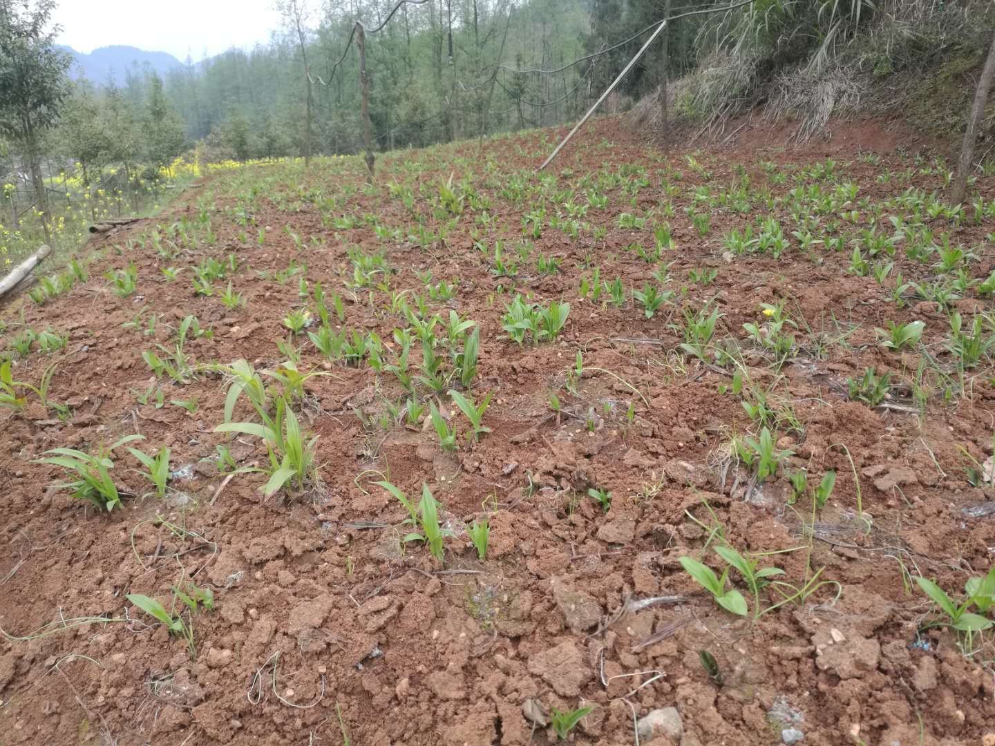 白芷田间生长实景图