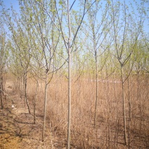 基地供应枫杨1一30公分，枫杨价格枫杨行情