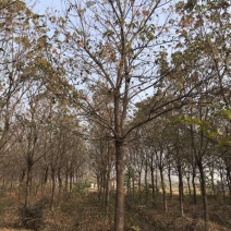 基地特价供应重阳木1一30公分！重阳木产地/行情