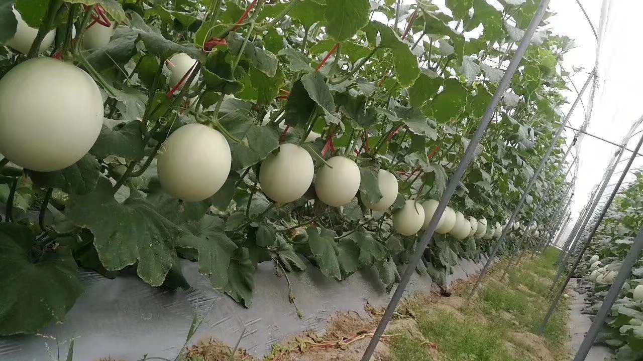 展示一片绿意盎然的玉菇甜瓜种植园,瓜藤蔓延,果实累累,农民正在田间劳作 玉菇甜瓜种植园