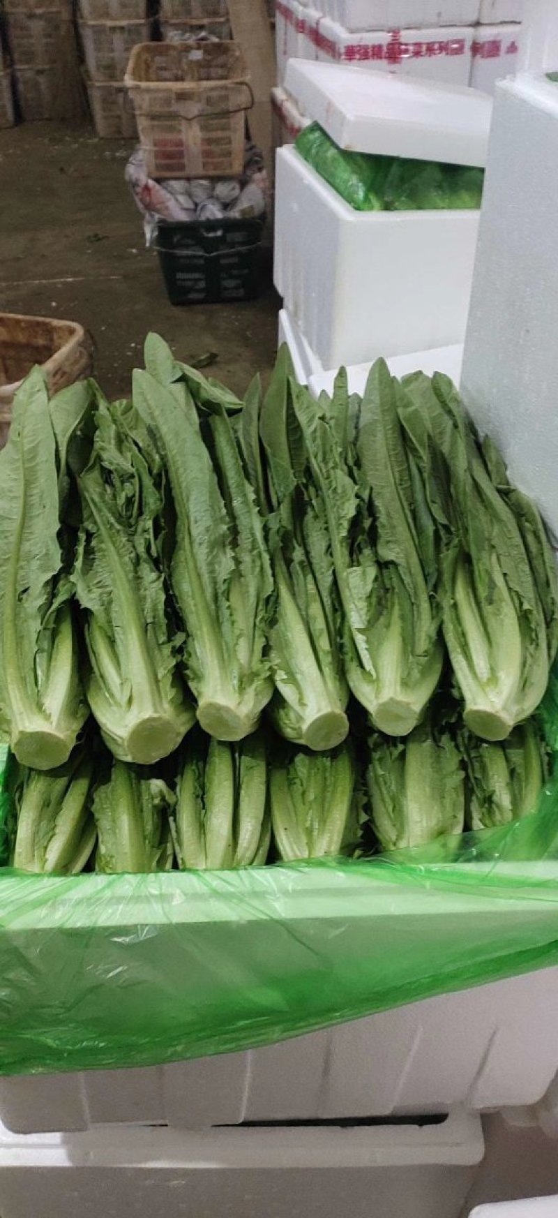 油麦菜,精品泡沫箱装,胶筐装油麦菜产地直发