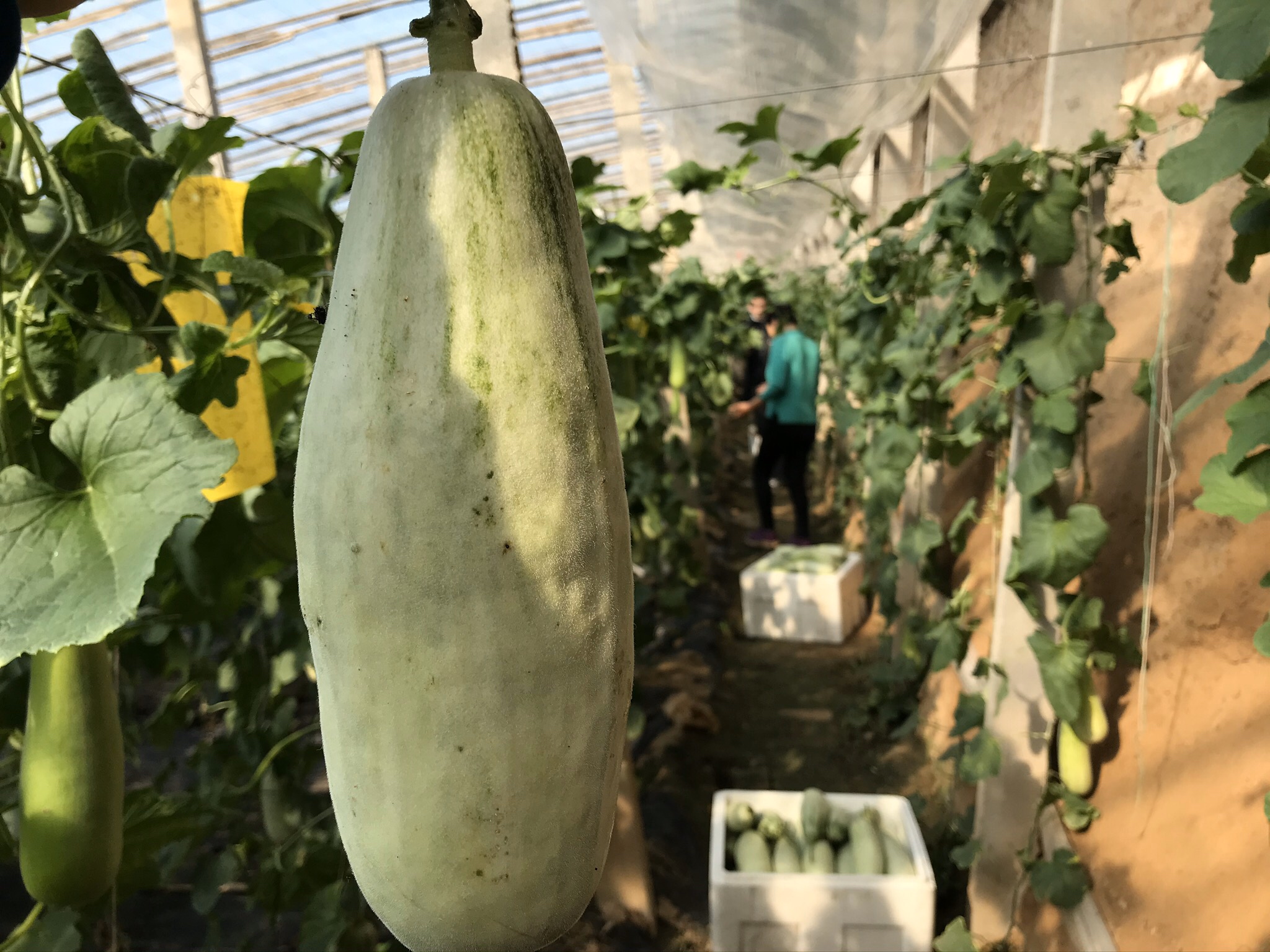 工人正在田间采摘成熟的蜜香瓜羊角,身穿浅蓝色工作服,手持剪刀将瓜果从藤上剪下,放入塑料周转箱中,地面覆盖黑色地膜,瓜果排列整齐,背景可见连片的日光温室 蜜香瓜羊角采收场景