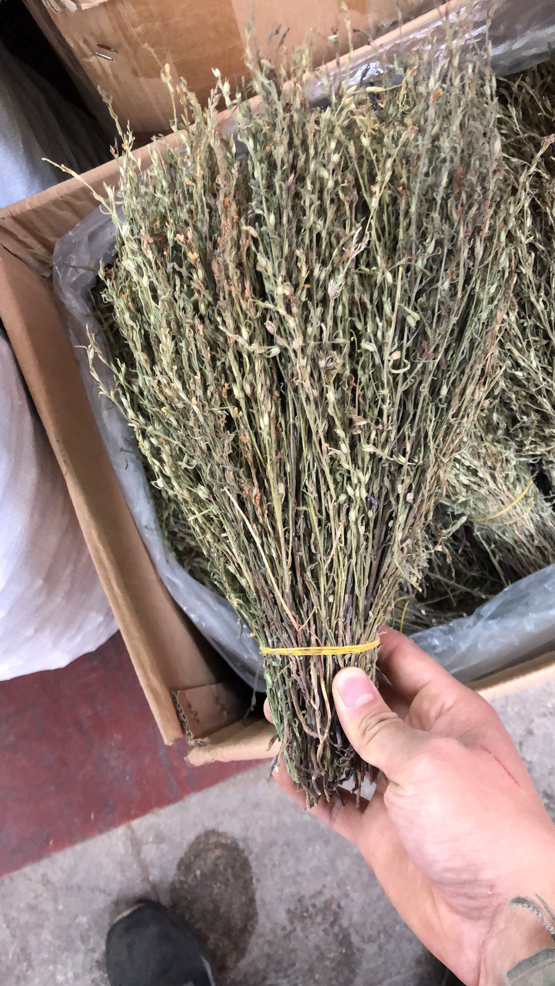 独脚金野生货颜色青绿色的