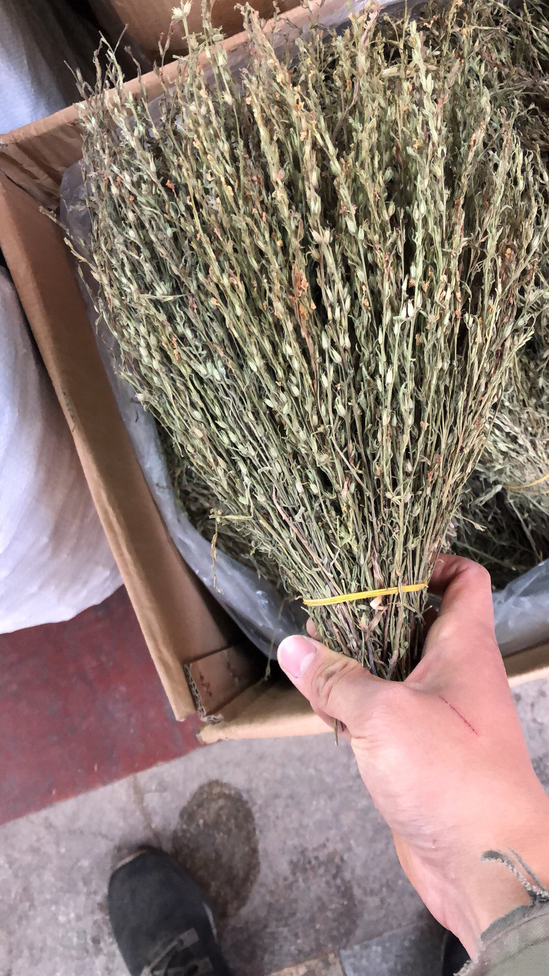 独脚金野生货颜色青绿色的