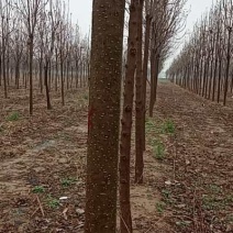 楸树苗3—15公分各种规格价格实惠全是精品海量