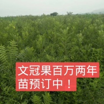 种苗文冠果一年生树苗50公分以上文冠果树苗文冠果一年苗