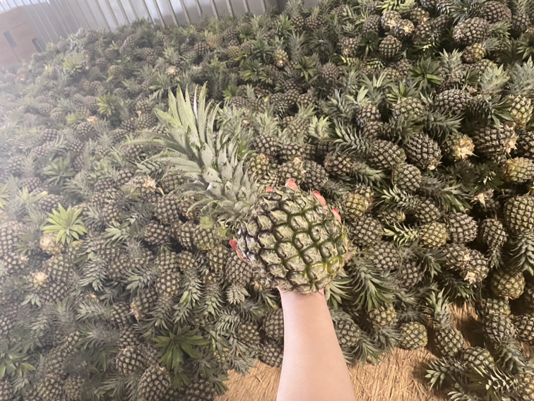 菠萝产地分布图