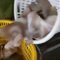 多宝鱼