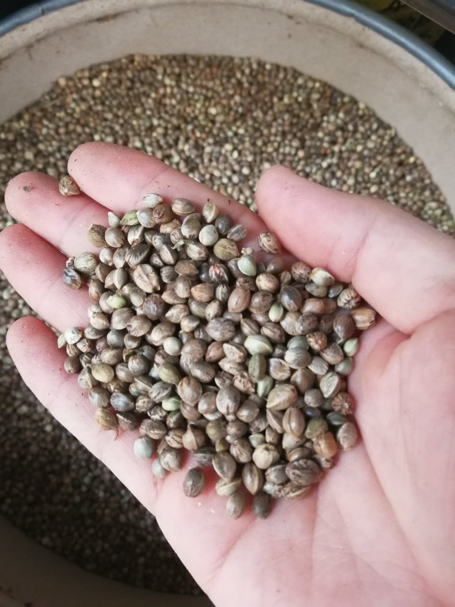 [火麻仁批发]火麻仁 麻子 火麻籽 过风过筛干净可做食品可做饲料鸟食