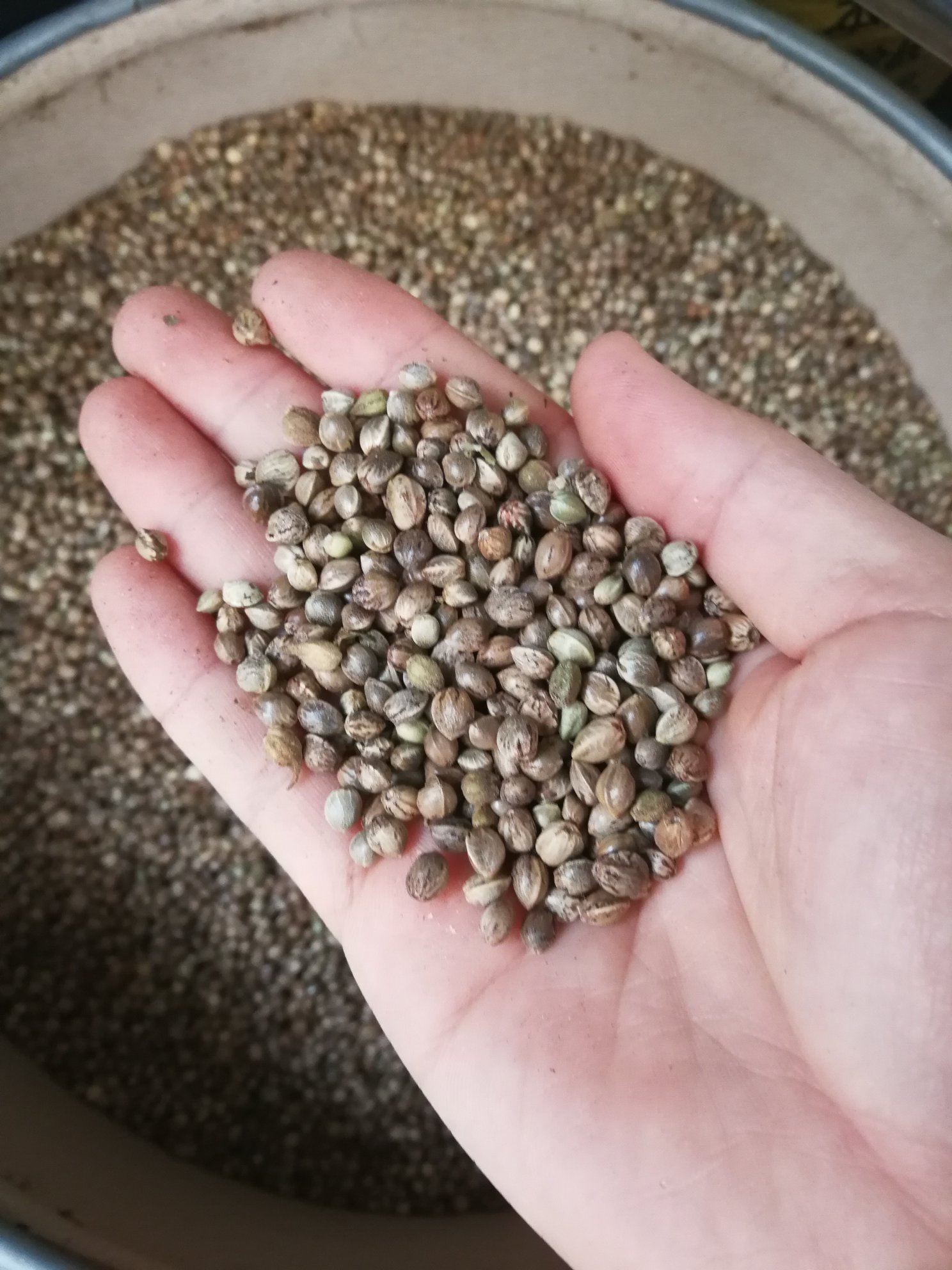 [火麻仁批发]火麻仁 麻子 火麻籽 过风过筛干净可做食品可做饲料鸟食