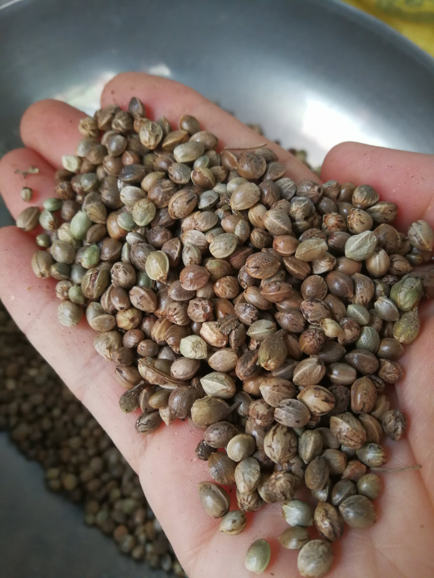 [火麻仁批发]火麻仁 麻子 火麻籽 过风过筛干净可做食品可做饲料鸟食