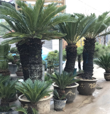 [铁树批发]铁树,苏铁,铁树盆景,铁树开花,铁树种植价格300.