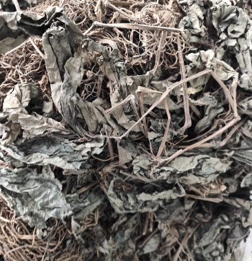野生四大天王正品四块瓦冷背中草药
