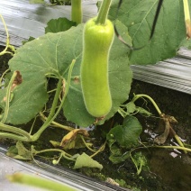 瓠瓜