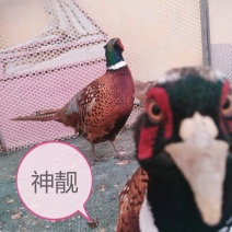 七彩山鸡种蛋美丽七彩受精蛋环境好受精高漂亮可观赏山鸡种蛋