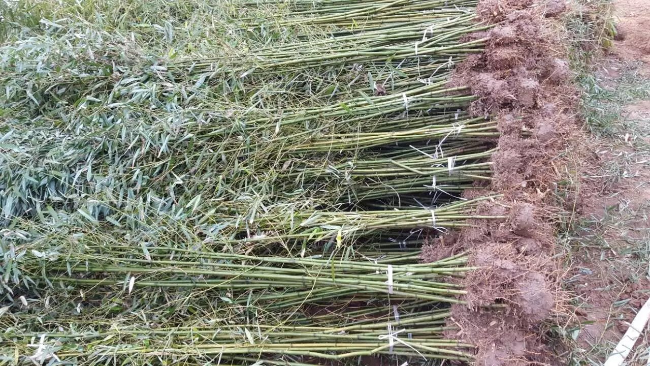 金镶玉竹分株繁殖现场操作图