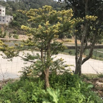 日本油杉苗