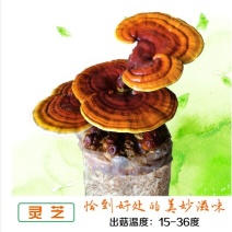 灵芝种植包，食用菌菌包菌种