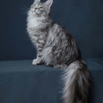喜欢的可以加v信视频选猫