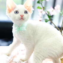 德文卷毛猫幼仔德文卷毛幼仔白色