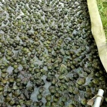 活畜自家养殖牛蛙批发