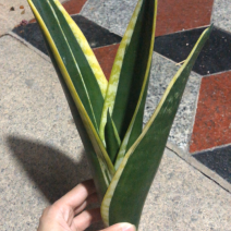 稀有虎皮兰/霸王兰/白雪兰室内植物盆栽花卉