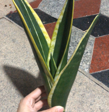 稀有虎皮兰霸王兰白雪兰室内植物盆栽花卉