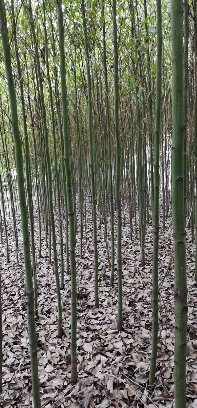 小叶香樟和大叶香樟,小叶香樟_大山谷图库