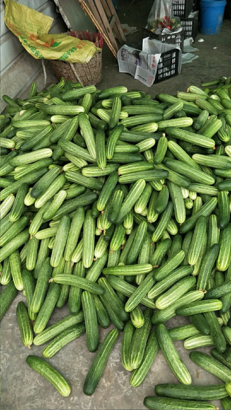 [旱黄瓜批发]四川乐山夹江县黄瓜 1.20元/斤土黄瓜 _ 一亩田