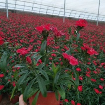 美国石竹杂交石竹山东草花基地常年供应优质宿根草花