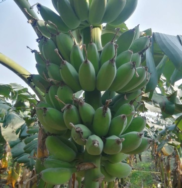 [苹果蕉批发]苹果蕉价格1.90元/斤 - 一亩田