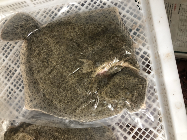两名工作人员穿着防水服,在室内暂养池边使用圆形软质抄网轻轻捞起一条多宝鱼,动作轻柔,鱼体完整无损。旁边放置有塑料周转箱和氧气袋,准备进行下一步包装运输 多宝鱼捕捞与转运操作图