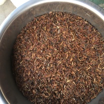 连翘种子，当年种子量大优惠