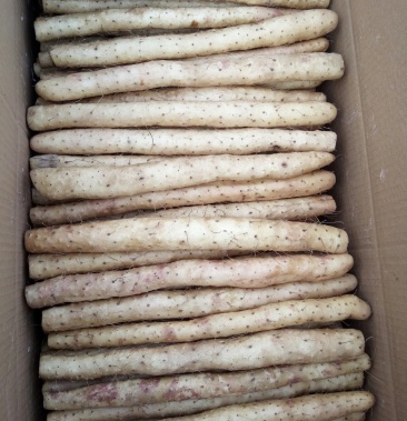 河北衡水市安平县小白嘴山药代购代发